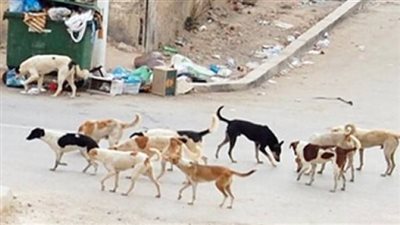 معركة الدولة ضد فوضى كلاب الشوارع.. كيف توازن بين الخطر والرحمة؟