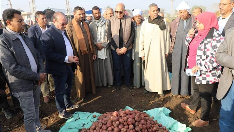 حصاد البطاطس 