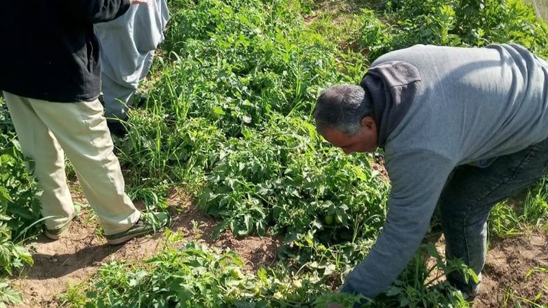 مكافحة الآفات بقطاع