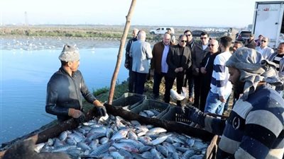  جهاز حماية وتنمية البحيرات والثروة السمكية يفتتح موسم الصيد بمزرعة الزاوية السمكية بكفر الشيخ