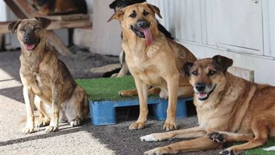 نائب برلماني يقترح تصدير الكلاب الضالة للخارج بدلًا من إعدامها