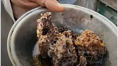 سر خلية النحل في القبور يكشف لغز العسل من باطن التراب ويثير جدلًا واسعًا