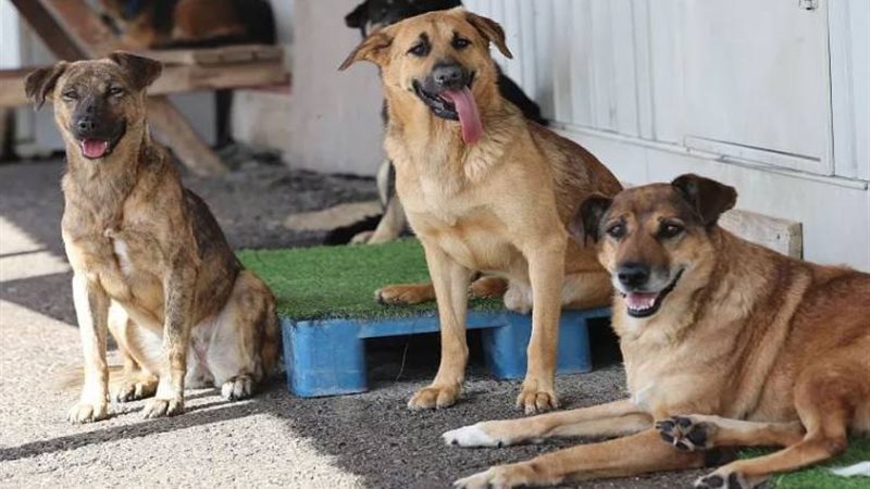 الكلاب الضالة 