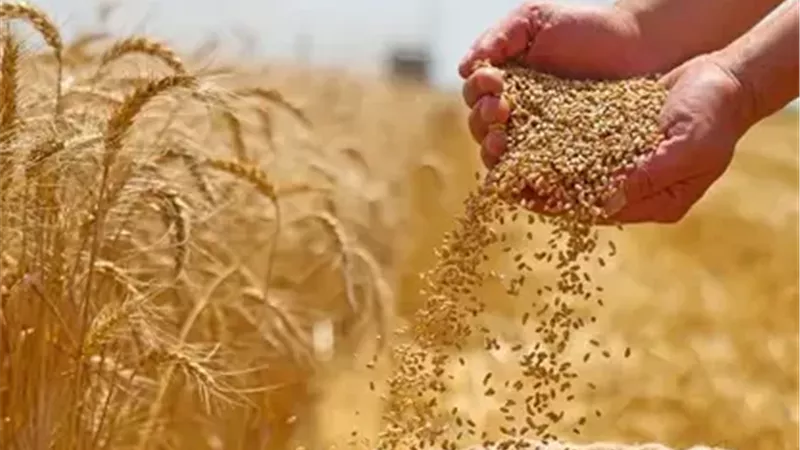 توريد محصول القمح