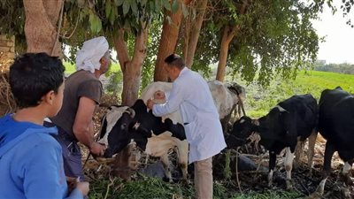 محافظ المنيا: تحصين 238 ألف رأس ماشية ضد الحمى القلاعية