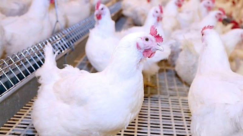 أسعار الدواجن 