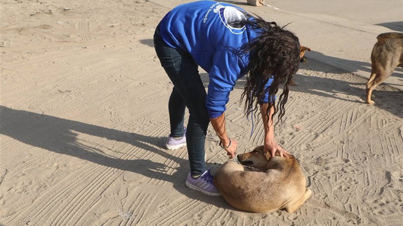 تعقيم الكلاب