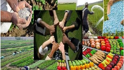 من الحقل إلى السوق.. الجمعيات الزراعية تقود معركة الإنتاج العادل وتصنع فارق الأمن الغذائي