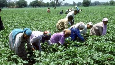 الجمعيات الزراعية.. الركيزة الأساسية للأمن الغذائي والتنمية الريفية في عهد الوزير علاء فاروق