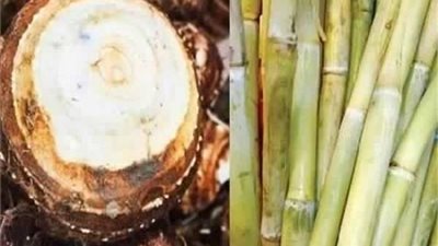 القلقاس والقصب.. لماذا ارتبطا بعيد الغطاس عند الأقباط؟