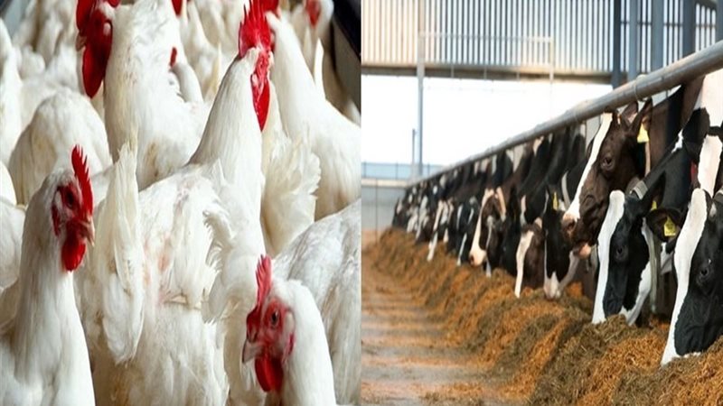 مشروعات الثروة الحيوانية