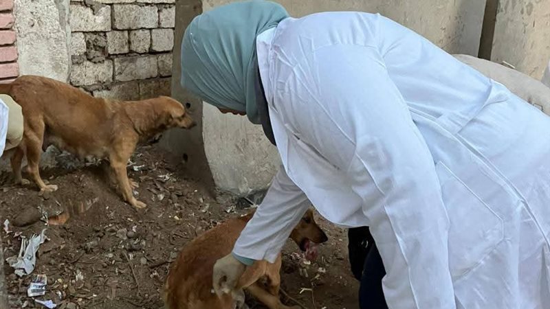 بيطري المنيا 