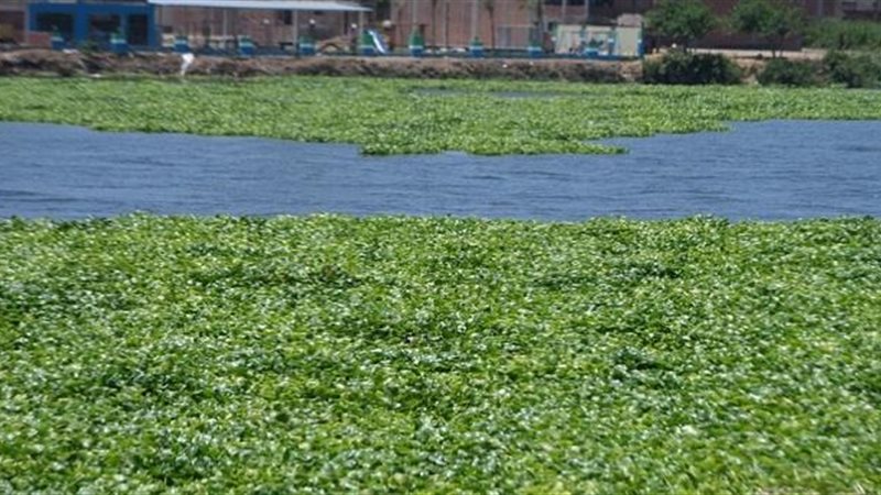 مشكلة ورد النيل