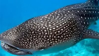 البيئة: ضبط صائدي قرش الحوت النادر بعد تداول فيديو يظهر تعاملاً وحشيًا