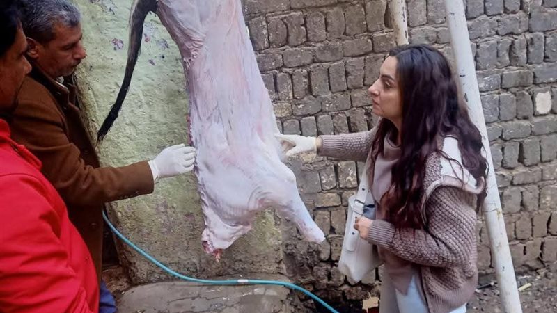 بيطري المنيا 