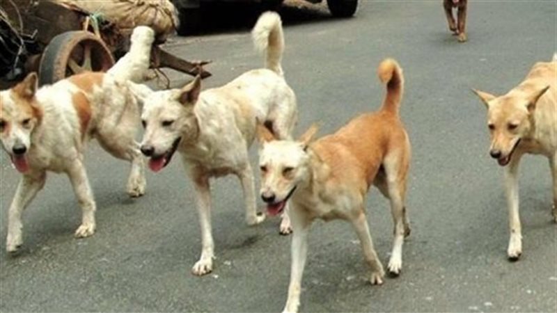 الكلاب الضالة 