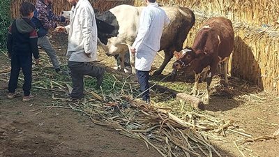 المنيا تطلق حملة استثنائية لتحصين 64 ألف رأس ماشية ضد الأمراض الوبائية