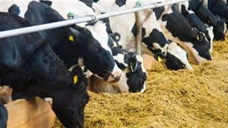 أسعار الأعلاف اليوم