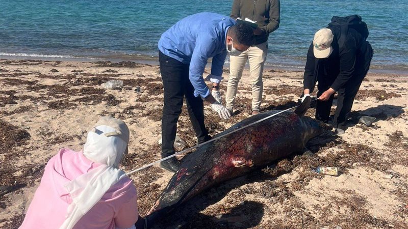  الدرفيل النافق بمدينة رأس غارب