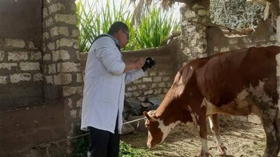 بيطري المنيا: تحصين أكثر من 102 ألف رأس ماشية ضد الحمى القلاعية