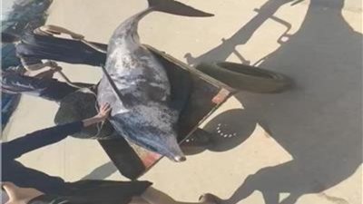 نفوق دولفين على شاطئ ميناء المعدية في محافظة البحيرة