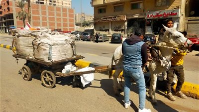 مصادرة الحمير.. الجيزة تشن حملات على النباشين