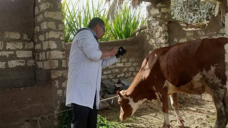 بيطري المنيا 