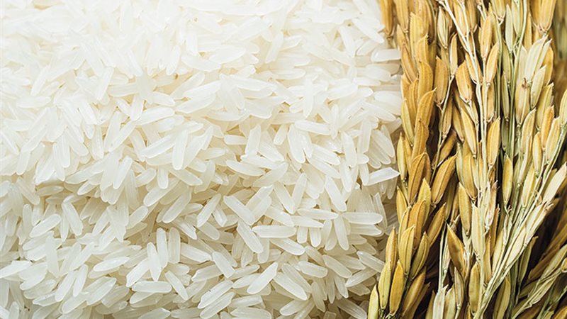 الأرز المصرى