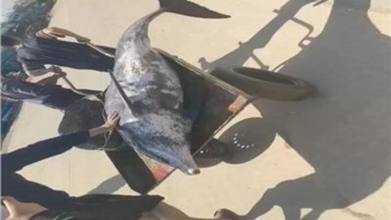 العثور علي دولفين