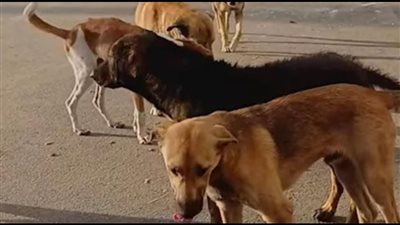 إصابة طفل في دمنهور بسبب هجوم من كلاب ضالة 