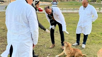 بيطري المنيا يواصل تنفيذ الحملة القومية لمكافحة السعار