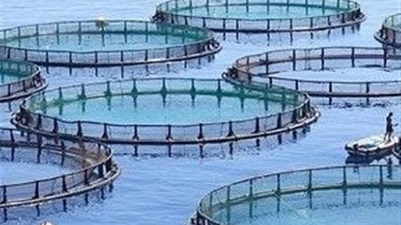 حماية وتنمية البحيرات