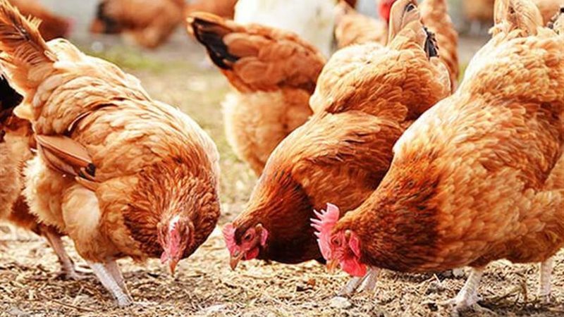 صورة تعبيرية 