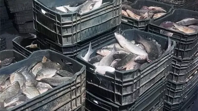 دعم وتنمية الثروة