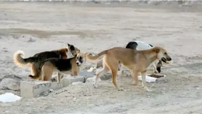 الزراعة تعلن تحصين أكثر من 15 ألف كلب ضمن حملة مكافحة السعار