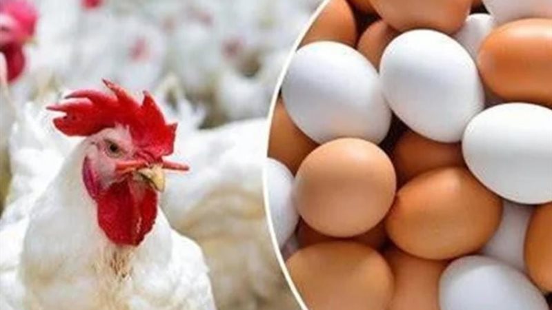 الفراخ البيضاء