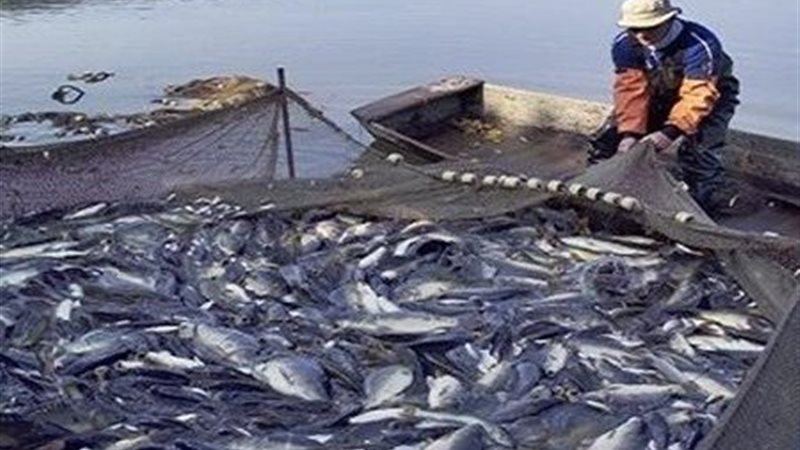  الأسماك بمزرعة برسيق