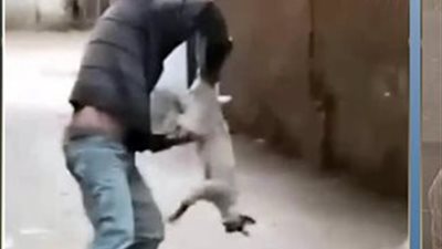 الأمن يضبط متهمًا بقتل قطة بعد التعدي عليها في القليوبية