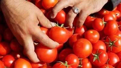 نائب رئيس شعبة الخضروات: أسعار الطماطم تبدأ في التراجع مع دخول العروة الصيفية