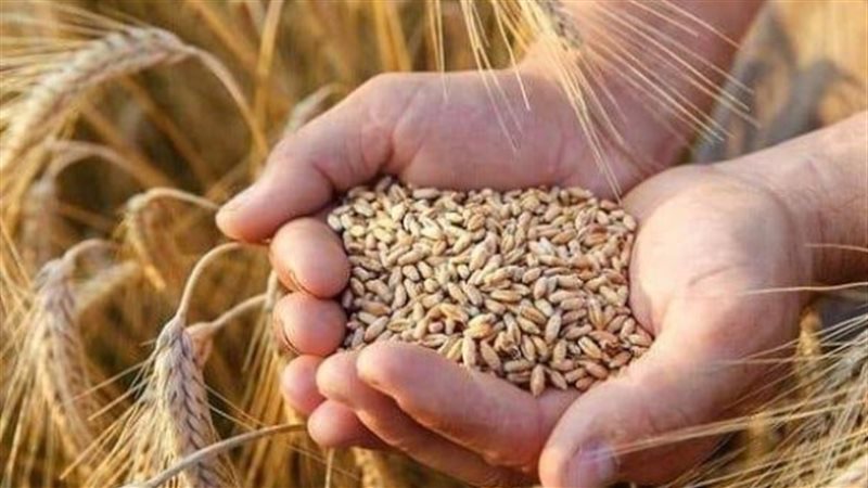 القمح المصرى 