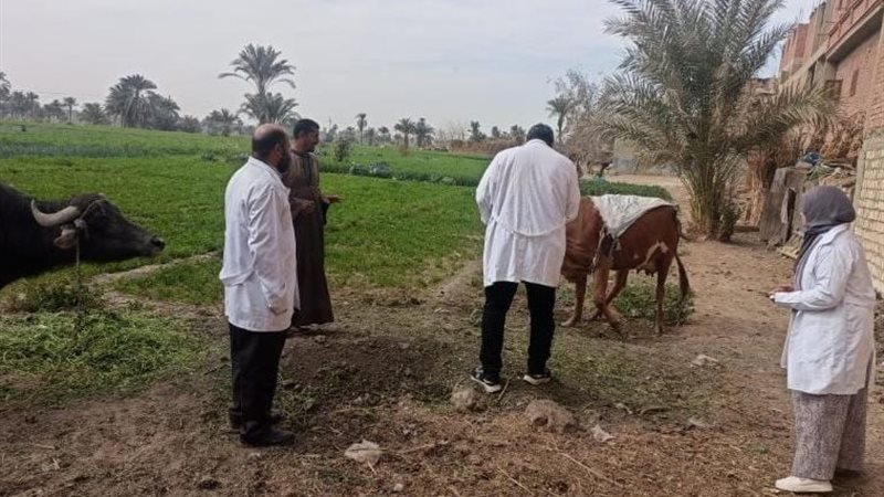 تحصين ماشية