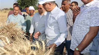 المنيا تتخطى المستهدف في زراعة القمح بزيادة 16 ألف فدان