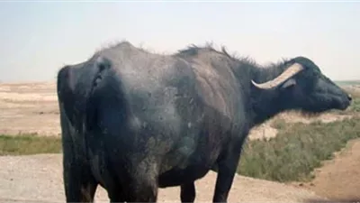 بيطري سوهاج يكشف ملابسات إصابة 8 مواطنين في واقعة الجاموسة