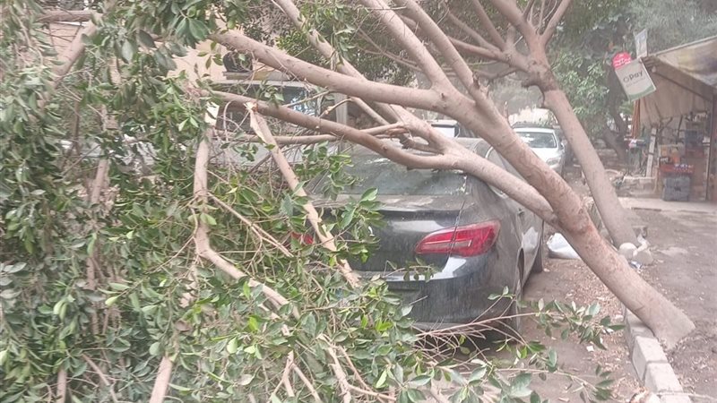 سقوط الشجرة 