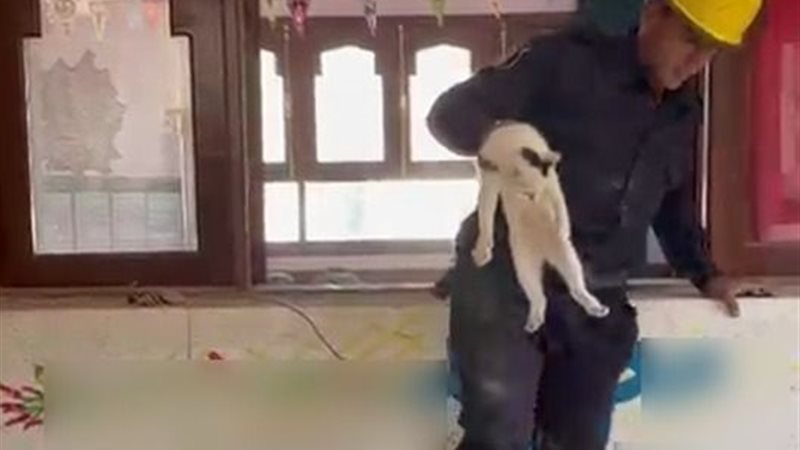 انقاذ قطة الفيوم