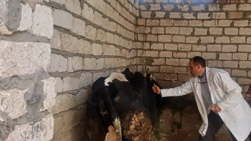 بيطري المنيا 