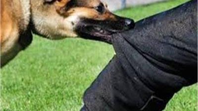 إصابة 11 شخصًا عقرهم كلب ضال بمنطقة الصف في الجيزة 