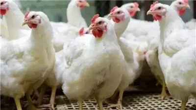 «الفرخة الواحدة بسعرين»| لماذا تختلف أسعار الدواجن بين القرية والمدينة؟ خبراء يكشفون الأسباب