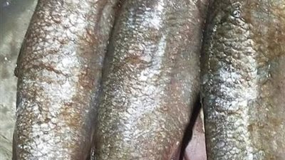 تشديد الرقابة على الفسيخ قبل شم النسيم.. حملات مكثفة تضبط مخالفات بالبحيرة