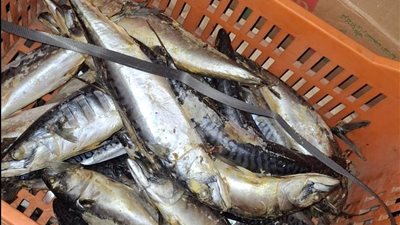 الزراعة: ضبط 71 طن من الأسماك المملحة والمدخنة قبل شم النسيم
